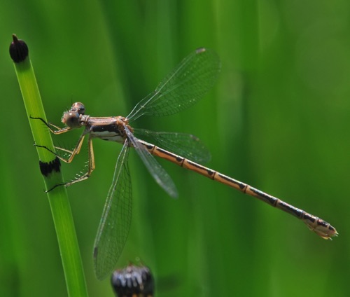 Female
17 July 2016  UT